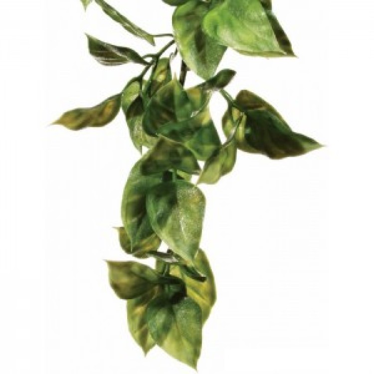 EXO TERRA PLANTA AMPALLO