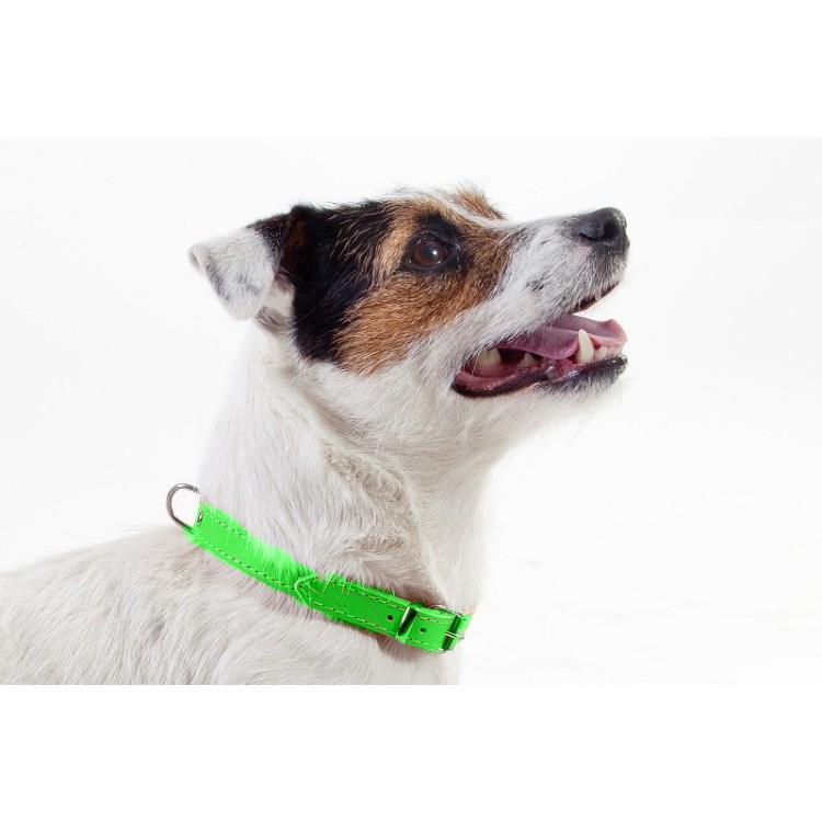 Zgarda piele caine Dingo-Verde-4 cm-80 cm