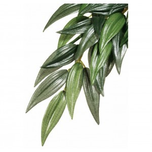 EXO TERRA PLANTA RUSCUS