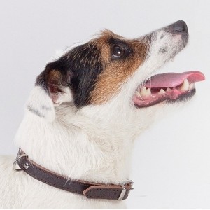 Zgarda piele caine Dingo-Maro-2,2 cm-55 cm