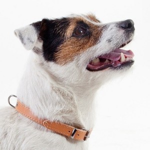 Zgarda piele caine Dingo-Natur-2,5 cm-65 cm