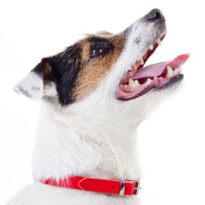 Zgarda piele caine Dingo-Rosu-2,2 cm-60 cm