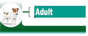 Royal Canin Mini Adult Main