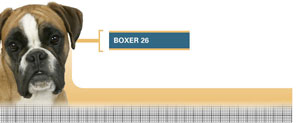 Royal Canin Boxer Junior - Hrana Uscata Caini Juniori din Rasa Boxer