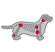 Royal Canin Dachshund Adult - Sustine articulatiile Sustine articulatiile cainelui adult din rasa Teckel care are picioare scurte si ale carui vertebre sunt supuse unui stres mecanic important. Mentinte hidratarea optima a cartilajelor datorita actiunii combinate de glucozamina, condroitina si continutul crescut de acizi grasi EPA & DHA. Royal Canin Dachshund Adult - Sustine articulatiile Sustine articulatiile cainelui adult din rasa Teckel care are picioare scurte si ale carui vertebre sunt supuse unui stres mecanic important. Mentinte hidratarea optima a cartilajelor datorita actiunii combinate de glucozamina, condroitina si continutul crescut de acizi grasi EPA & DHA.