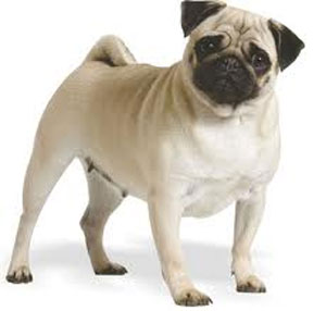 Royal Canin Pug Adult - Hrana Uscata Caini Adulti din Rasa Mops
