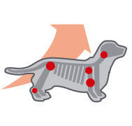 Royal Canin Dachshund Junior - Sustine dezvoltarea articulatiilor Contribuie la dezvoltarea corecta si mentinerea sanatatii articulatiilor puiului de Teckel, de la o varsta cat mai frageda, gratie continutului de EPA & DHA. Royal Canin Dachshund Junior - Sustine dezvoltarea articulatiilor Contribuie la dezvoltarea corecta si mentinerea sanatatii articulatiilor puiului de Teckel, de la o varsta cat mai frageda, gratie continutului de EPA & DHA.
