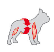 Royal Canin French Bulldog Adult - Masa musculara ideala  French Bulldogul este un caine musculos si dinamic. Pentru a sustine dezvoltarea si intretinerea functiilor musculare, produsul are un continut ridicat de energie si proteine de inalta calitate. Aportul de L-carnitina stimuleaza metabolizarea grasimilor, impiedicand acumularea acizilor grasi in masa musculara.