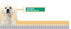Royal Canin Golden Retriever Junior - Hrana Uscata Caini Juniori din Rasa Golden Retriever