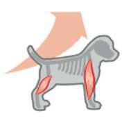 Royal Canin Rottweiler Junior - Dezvolta masa musculara Cresterea este indelungata si intensa si dureaza aproximativ 18 luni. ROTTWEILER 31 ofera un nivel controlat de energie si calciu pentru o crestere optima si pentru dezvoltarea sistemului osos. Muschii sunt mentinuti puternici si sanatosi datorita aportului de proteine L.I.P. de calitate excelenta si a combinatiei cu L-carnitina. Royal Canin Rottweiler Junior - Dezvolta masa musculara Cresterea este indelungata si intensa si dureaza aproximativ 18 luni. ROTTWEILER 31 ofera un nivel controlat de energie si calciu pentru o crestere optima si pentru dezvoltarea sistemului osos. Muschii sunt mentinuti puternici si sanatosi datorita aportului de proteine L.I.P. de calitate excelenta si a combinatiei cu L-carnitina.