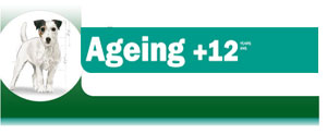 Royal Canin Mini Ageing - Hrana Uscata Caini Seniori / Maturi de Talie Mica 